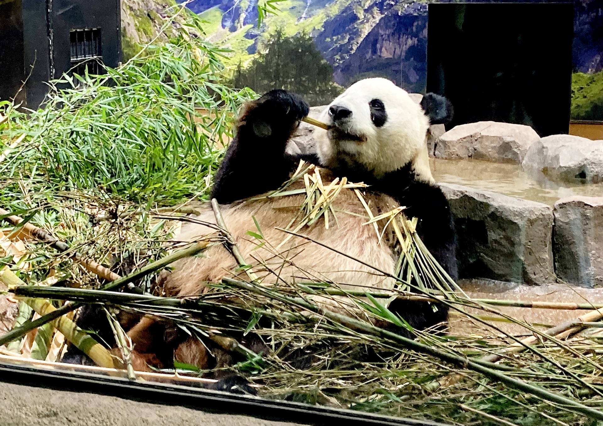 Ueno Zoo