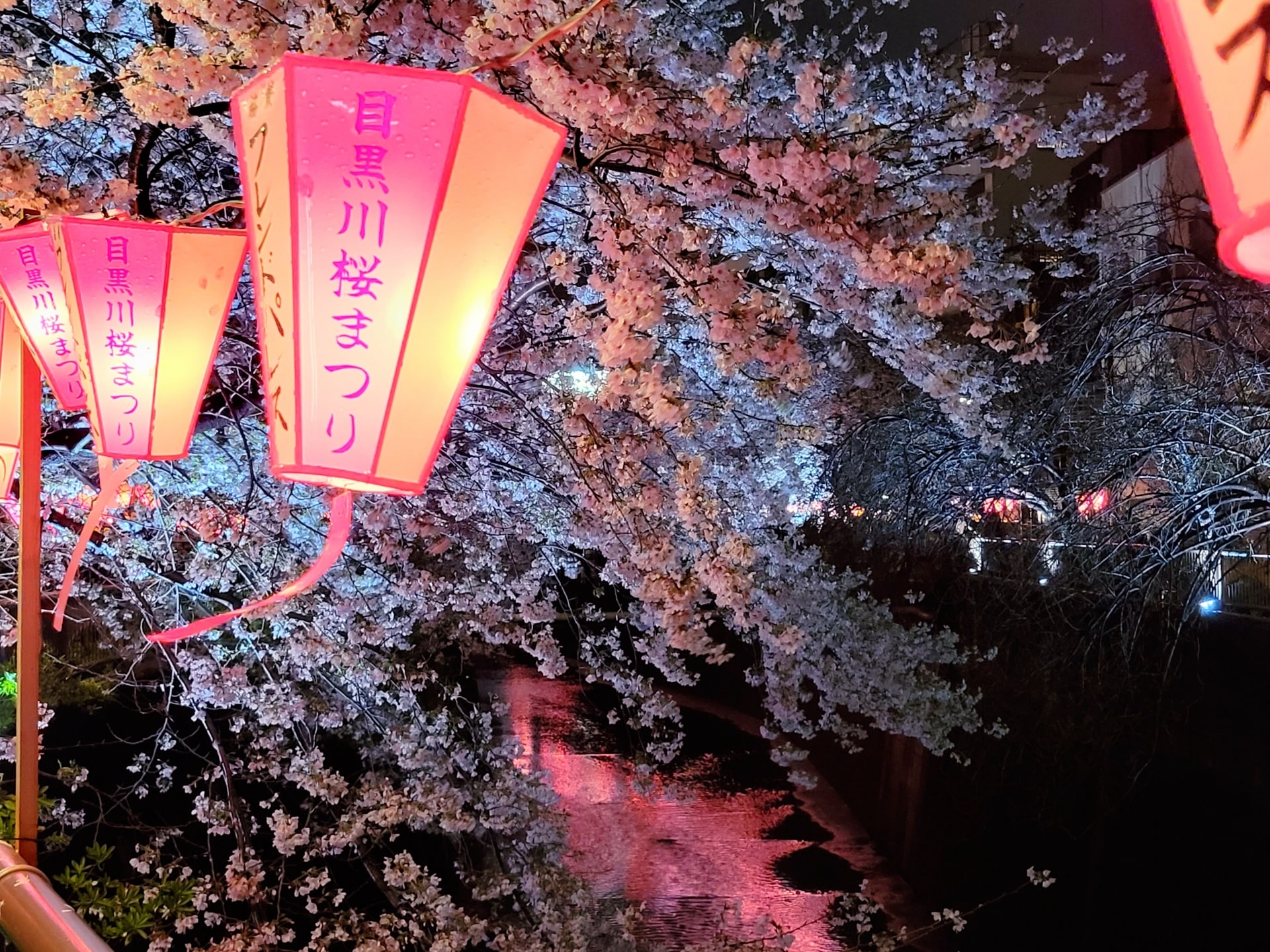 Nakameguro Cherry Blossom Festival