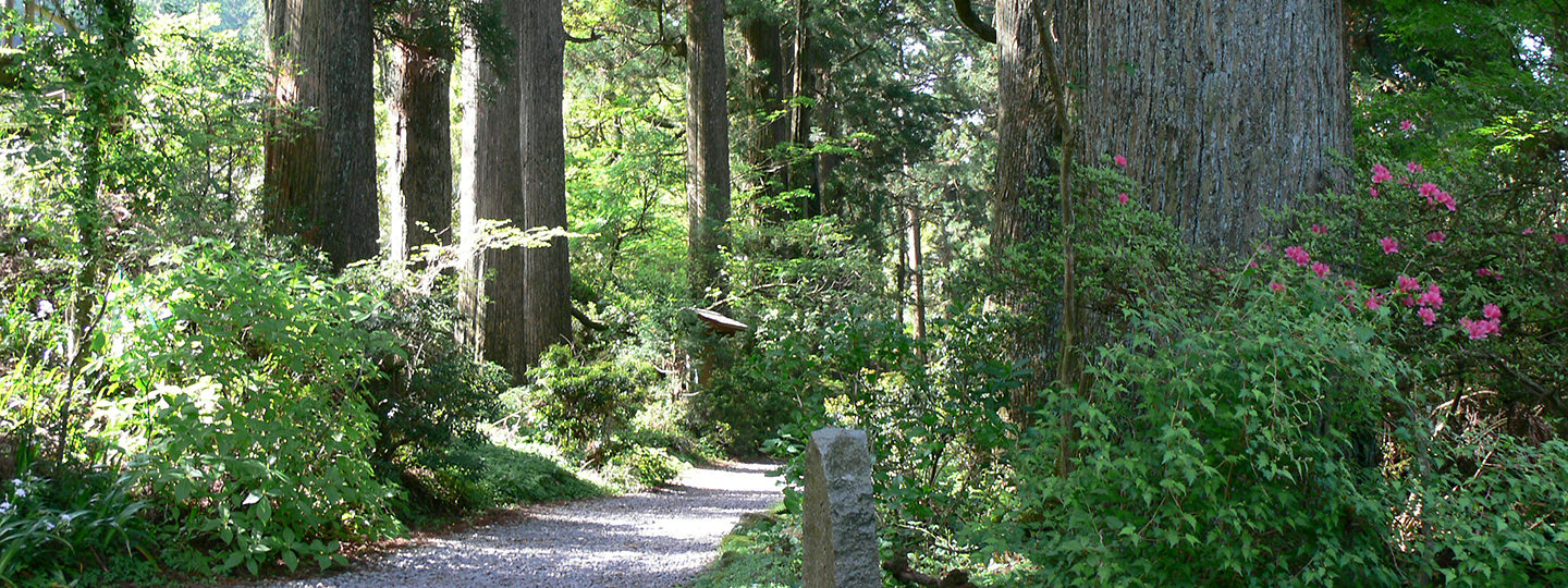 Ancient Cedar Avenue